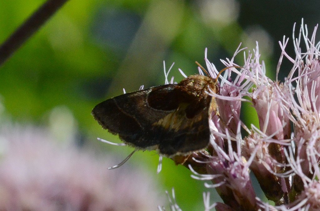 002 2016-08233616 Royalston, MA.JPG - Arcigera Flower Moth (Schinia arcigera) on Spotted Joe-pye Weed (Eupatorium maculatum). Tom and Lynn Kellner's house, Royalston, MA, 8-23-2016